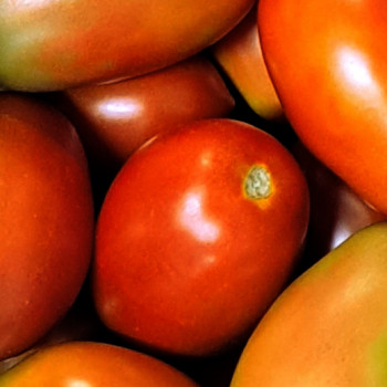 Tomate petite