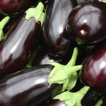 Aubergine