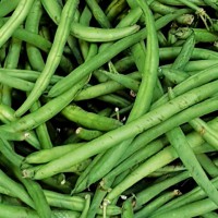 Haricot vert