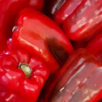 Poivron rouge